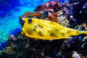 vis koevis Longhorn zwemmen in een groot helder aquarium tussen de riffen foto