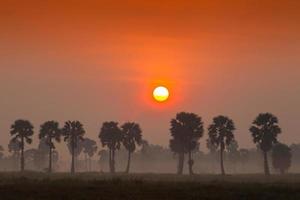 rode zonsondergang met palmbomen foto