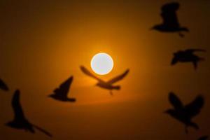 wazig vogelsilhouetten bij zonsondergang foto