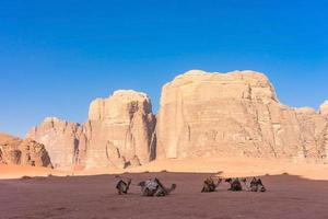 woestijnlandschap met kamelen in de wadi rum, jordanië