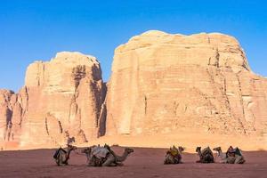 woestijnlandschap met kamelen in de wadi rum, jordanië