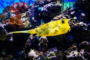 vis koevis Longhorn zwemmen in een groot helder aquarium tussen de riffen foto