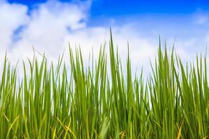 close-up van gras met een blauwe lucht