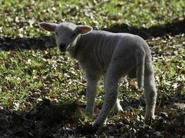 schapen Aan een Duitsland weide foto