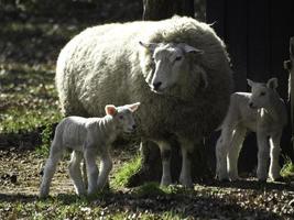 schapen Aan een Duitsland weide foto