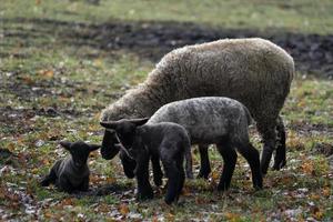 schapen op een veld in duitsland foto