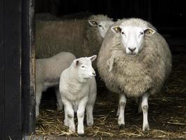 schapen in Westfalen foto