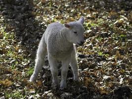 schapen in Westfalen foto