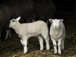 schapen in Westfalen foto