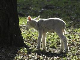 schapen Aan een Duitsland weide foto