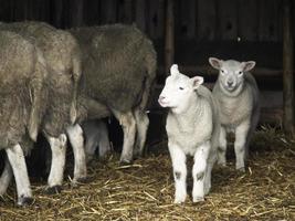 schapen in Westfalen foto