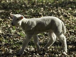 schapen Aan een Duitsland weide foto