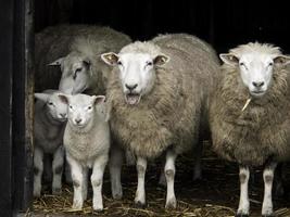 schapen in Westfalen foto