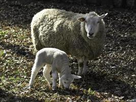 schapen in Westfalen foto