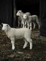 schapen in Westfalen foto