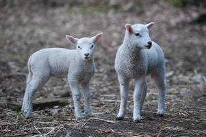 schapen op een veld in duitsland foto