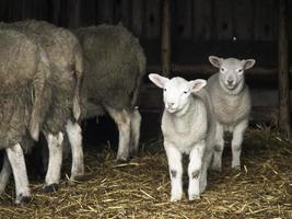 schapen in Westfalen foto