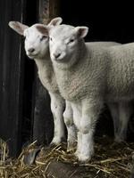 schapen in Westfalen foto