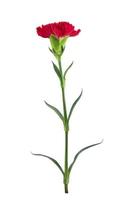 single rood anjer bloem foto