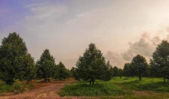 groen durian boom groeit in boerderij foto