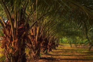 palm boom plantage in warm licht foto
