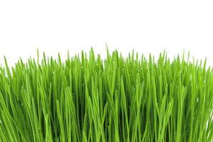 gras achtergrond met dauw foto