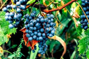 Purper druiven Aan Afdeling. zomer en herfst oogst. tuinieren, groeit fruit, bessen in de tuin foto