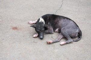 dakloos zwart verdwaald hond Aan straat weg in Azië, het looks heel ziek. foto