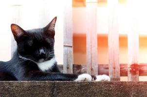 jong kat van een zwart kleur Aan hek ,dier portret zwart katje foto
