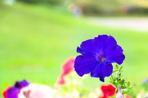 mooi voorjaar Purper petunia bloem voor achtergrond foto