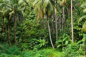 kokosnoot palmen bomen en groen planten in de tropisch Woud Bij eiland in Thailand foto