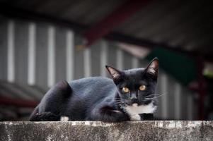 jong kat van een zwart kleur Aan hek ,dier portret zwart katje foto