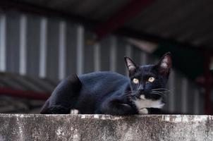 jong kat van een zwart kleur Aan hek ,dier portret zwart katje foto