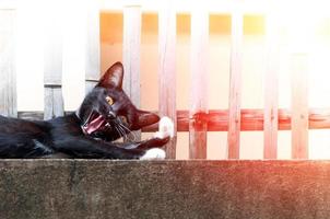 jong kat geeuw van een zwart kleur Aan hek ,dier portret zwart katje foto