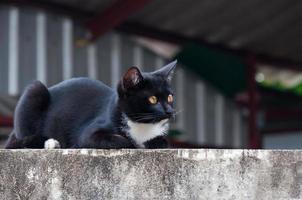 jong kat van een zwart kleur Aan hek ,dier portret zwart katje foto