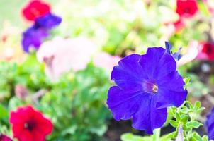 mooi voorjaar Purper petunia bloem voor achtergrond foto