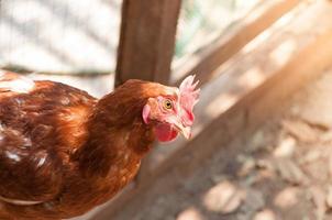 moeder kip kip Aan een boerderij in natuur foto