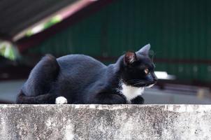 jong kat van een zwart kleur Aan hek ,dier portret zwart katje foto