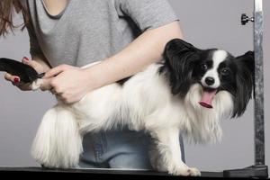 de groomer maakt een kapsel voor de hond Aan de tafel in de huisdier salon. hond uiterlijke verzorging Bij de uiterlijke verzorging salon foto