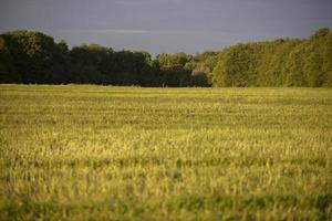 achtergrond natuurlijk weide en Woud. de groen gras van de weide en de Woud Aan de horizon tegen de grijs koepel van de lucht. foto