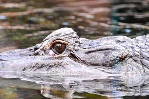 ogen van de alligator foto