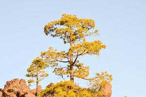 hoge groene bomen foto