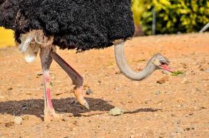 struisvogel zoeken voor voedsel foto