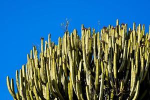 bloeiend cactussen fabriek foto