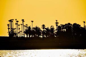 zonsondergang over- de palm bomen foto