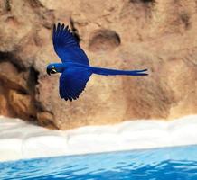 blauw papegaai in de dierentuin foto