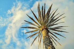 palmboom in de zomer foto