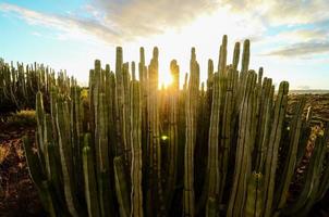 zonsondergang over- de cactussen foto