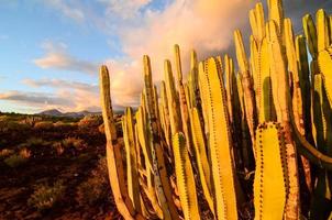 cactussen Bij zonsondergang foto