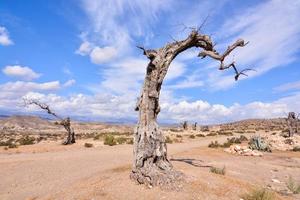 droog bomen in de woestijn foto